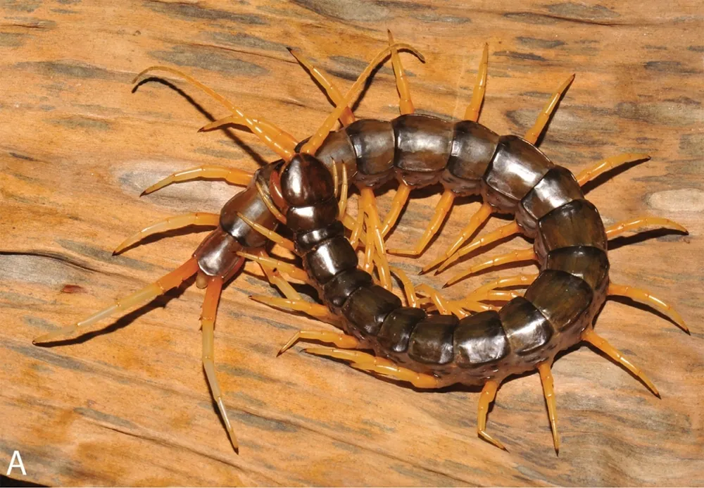 Waterfall centipede ఫోటో