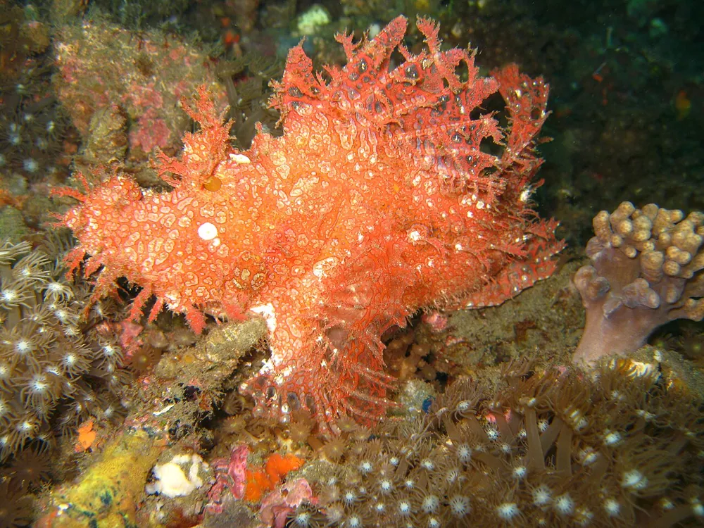 Weedy scorpionfish کی تصویر