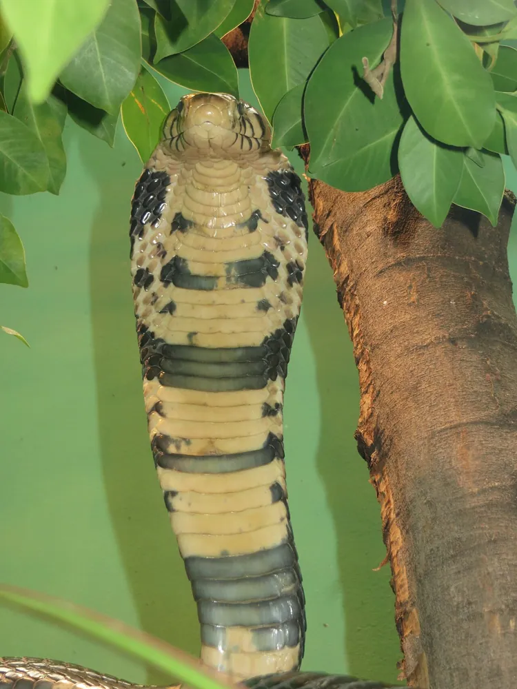 عکس West African banded cobra