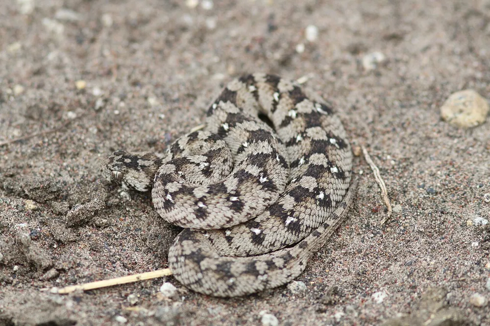 Foto de West African carpet viper