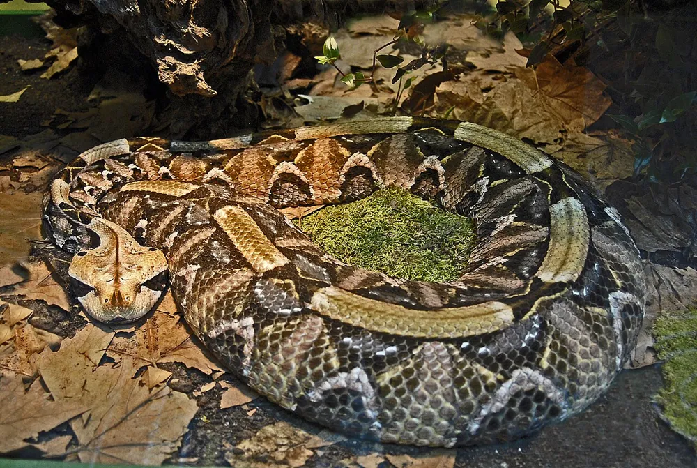 عکس West African Gaboon viper