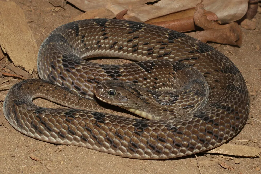 عکس West African night adder