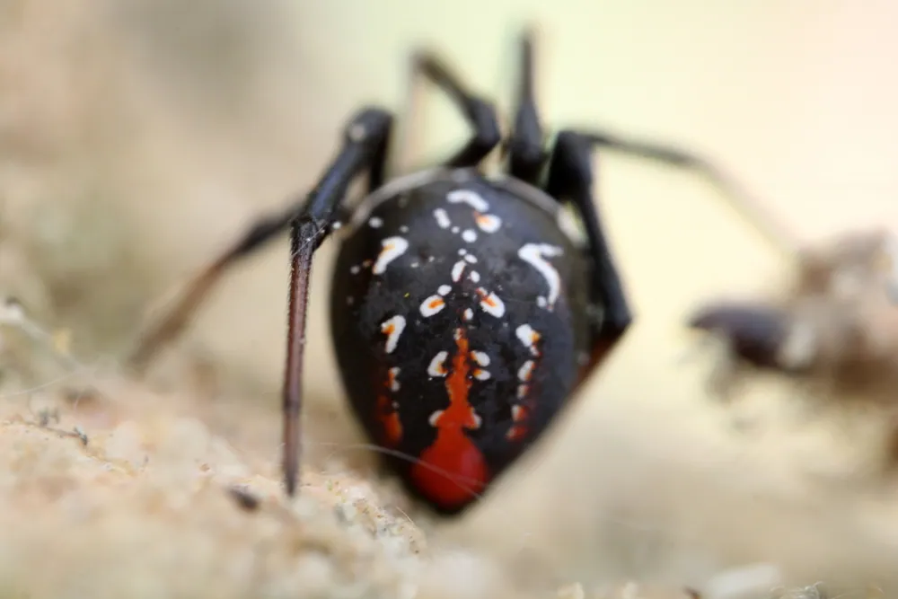 عکس West coast button spider