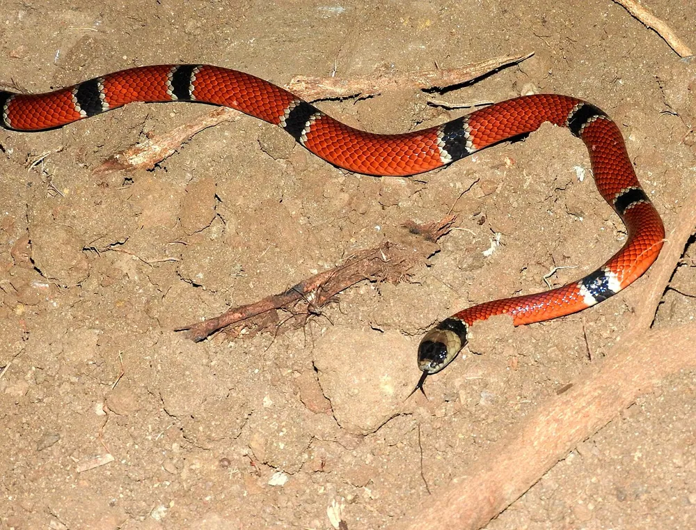 Фотографија: West Mexican coral snake