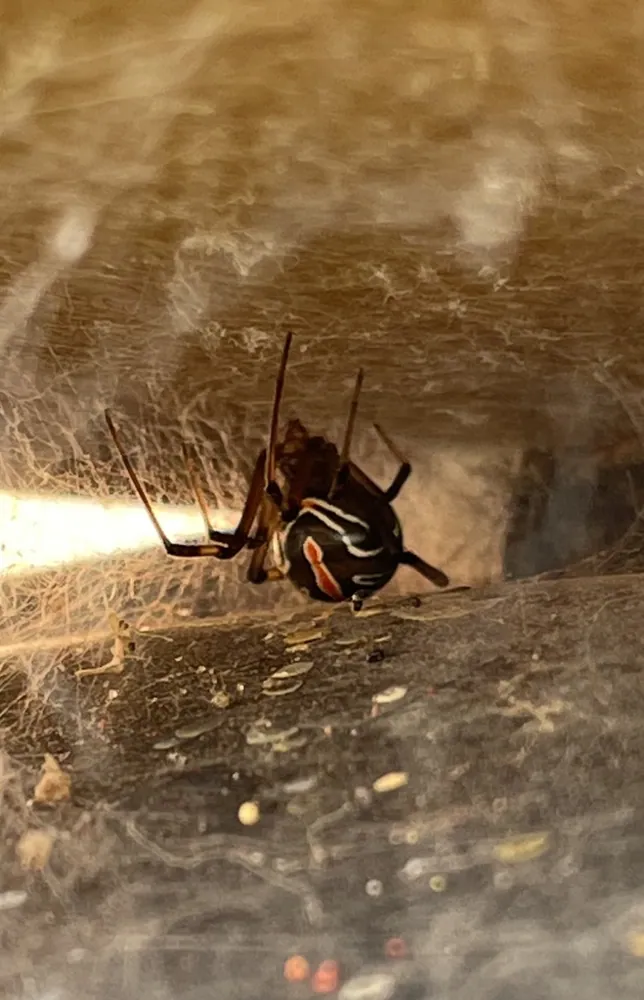 Foto de Western black widow