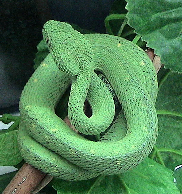 Foto de Western bush viper