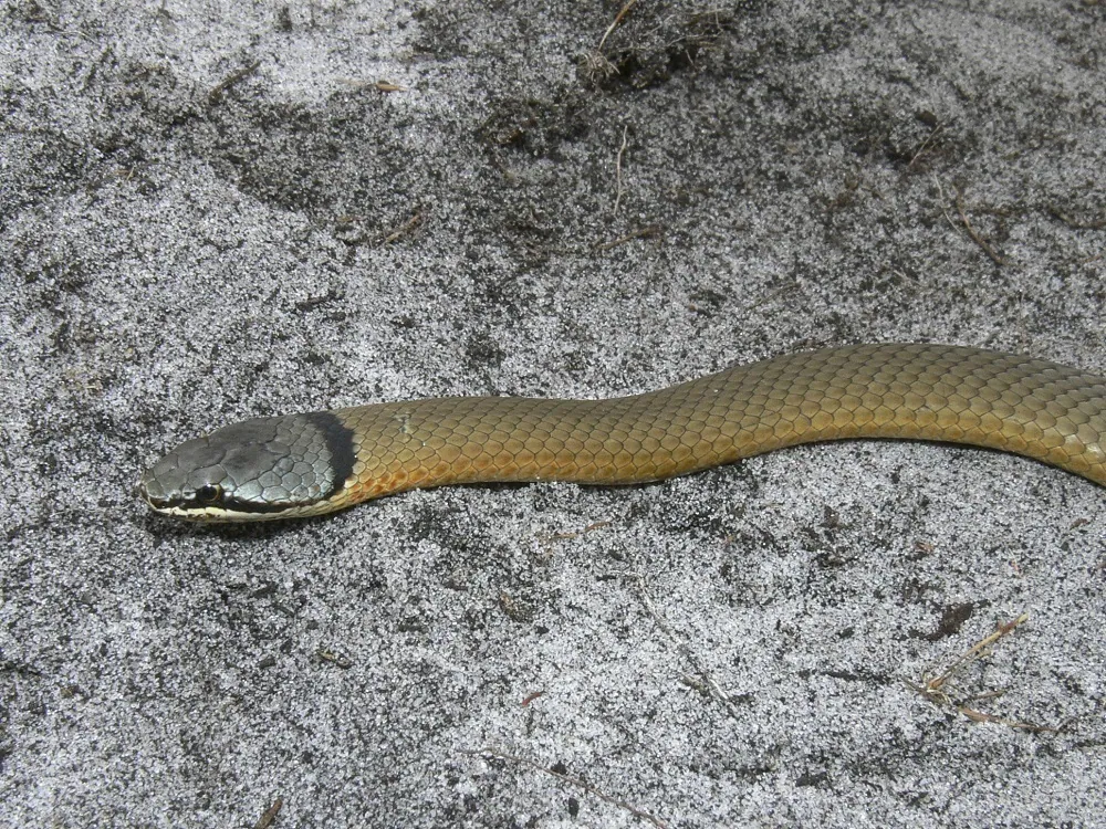 عکس Western crowned snake