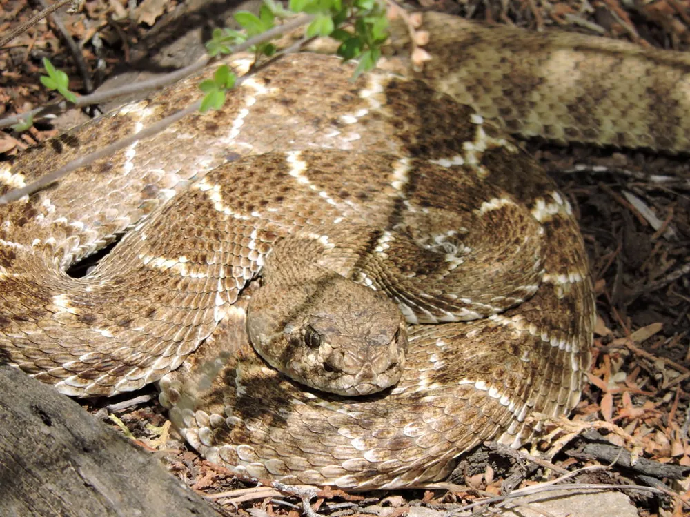 عکس Western diamondback rattlesnake