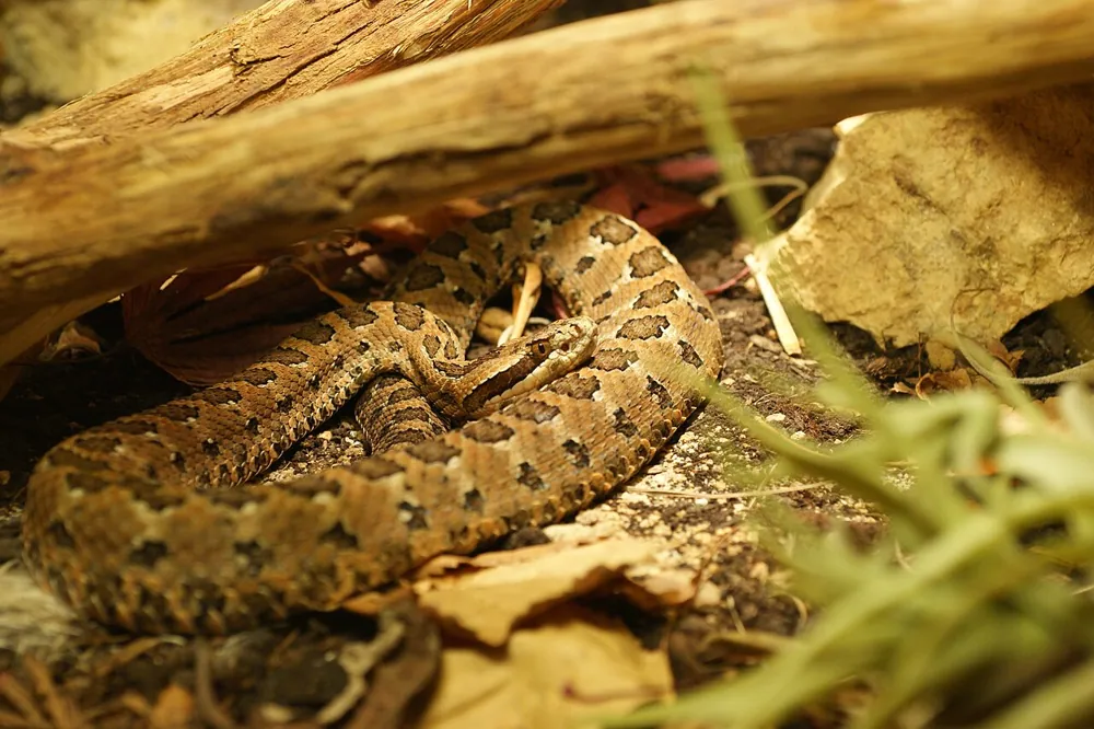 د Western dusky rattlesnake عکس