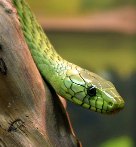 عکس Western green mamba