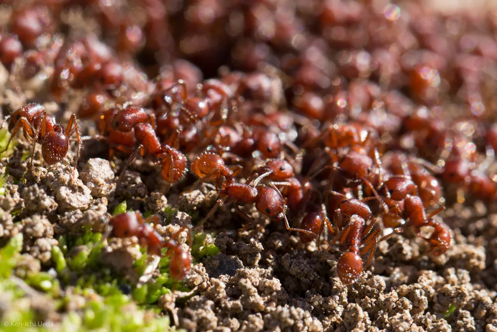 عکس Western harvester ant