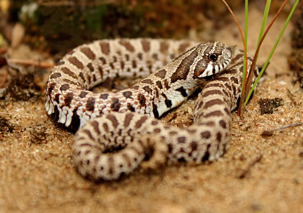 د Western hognose snake عکس