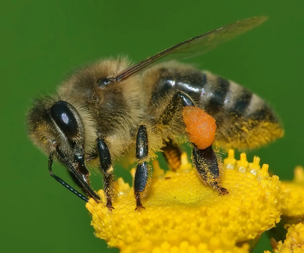 د Western honey bee عکس