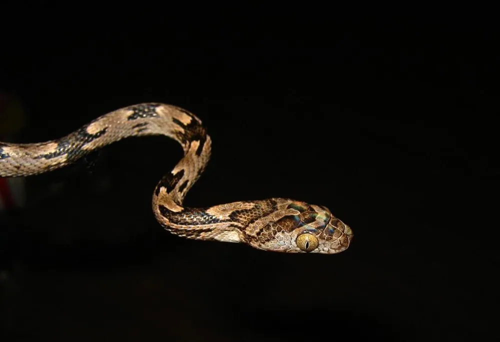 عکس Western lyre snake