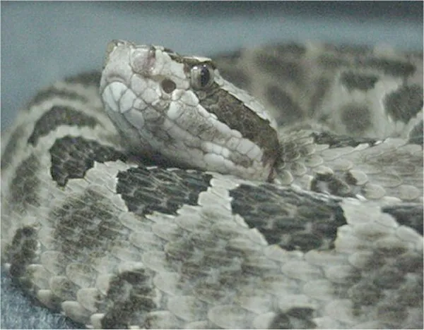 د Western massasauga عکس