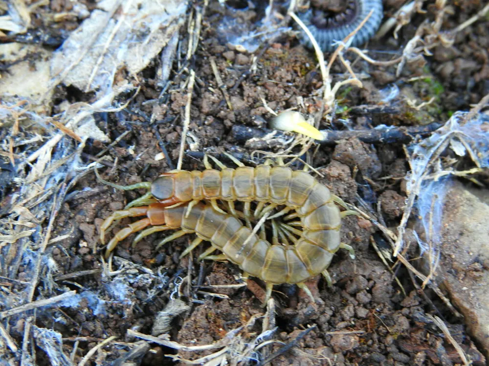 Foto di Western Mediterranean centipede
