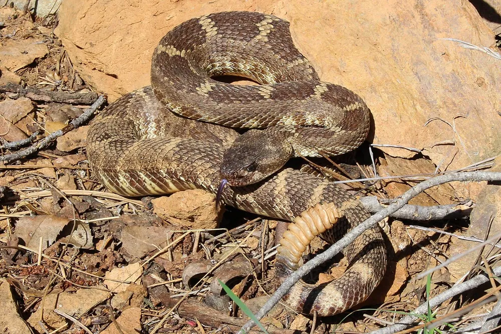 عکس Western rattlesnake