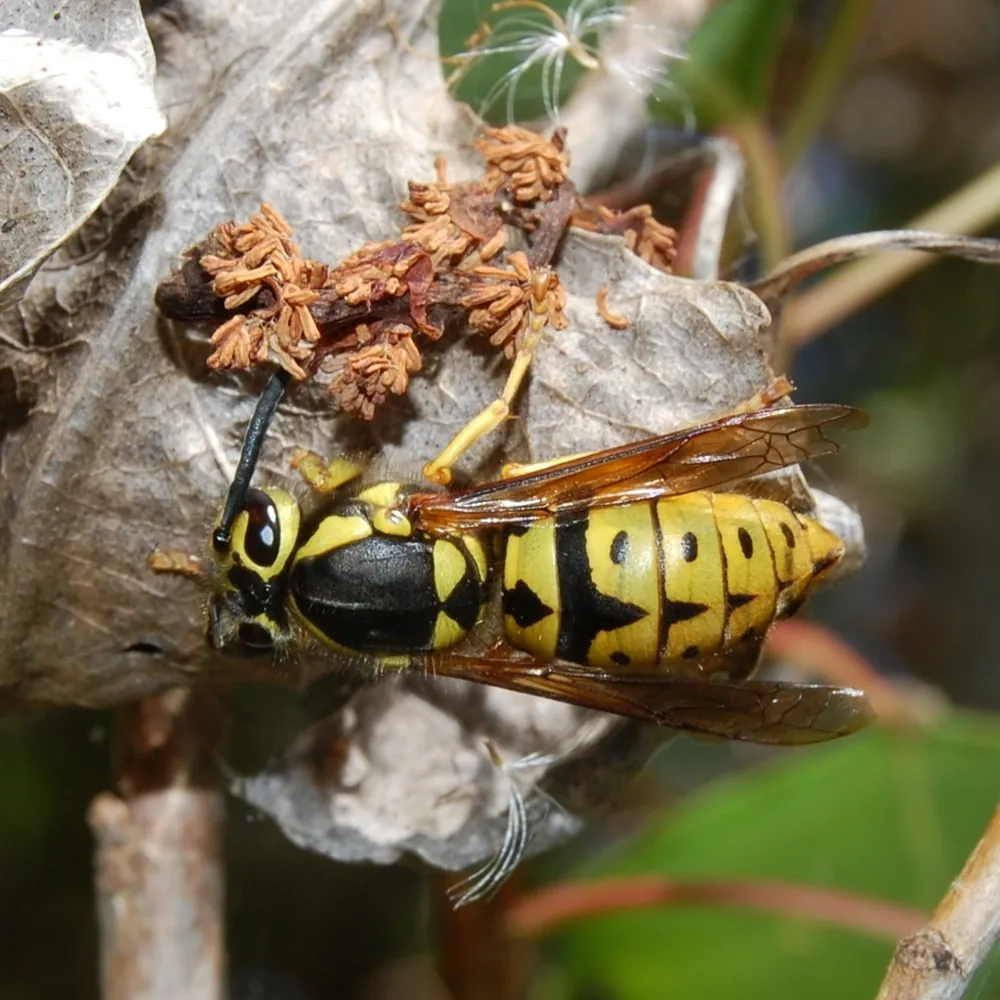Foto de Western yellowjacket
