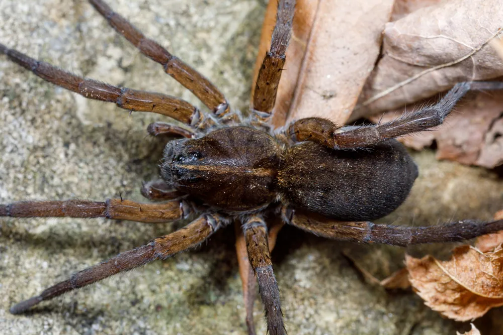 Foto de Wetland giant wolf spider