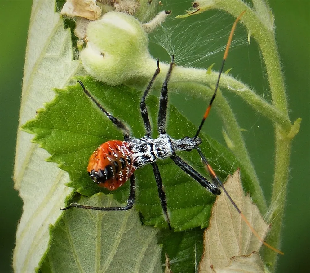Foto de Wheel bug