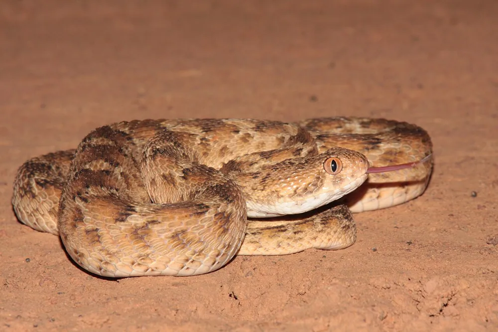 عکس White-bellied carpet viper