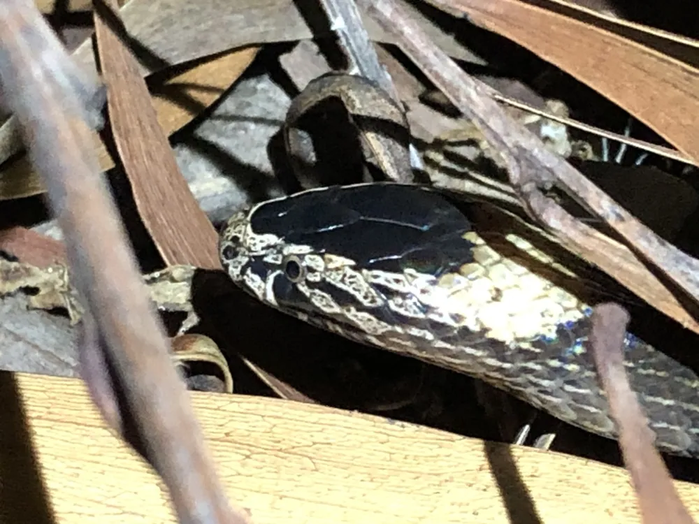 عکس White-crowned snake