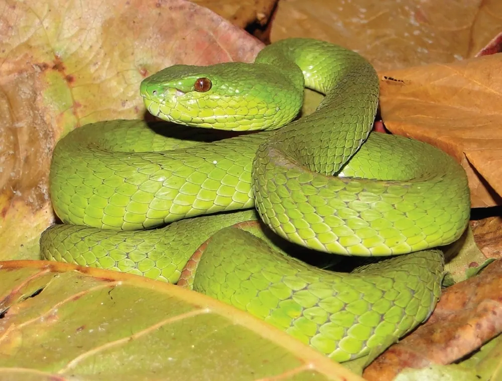 عکس White-lipped island pit viper