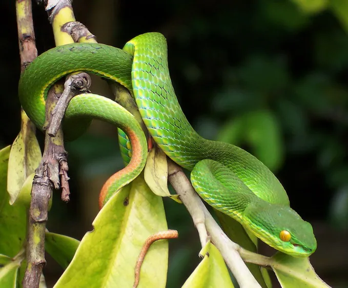 د White-lipped pit viper عکس