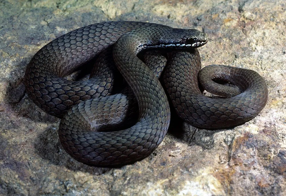 د White-lipped snake عکس