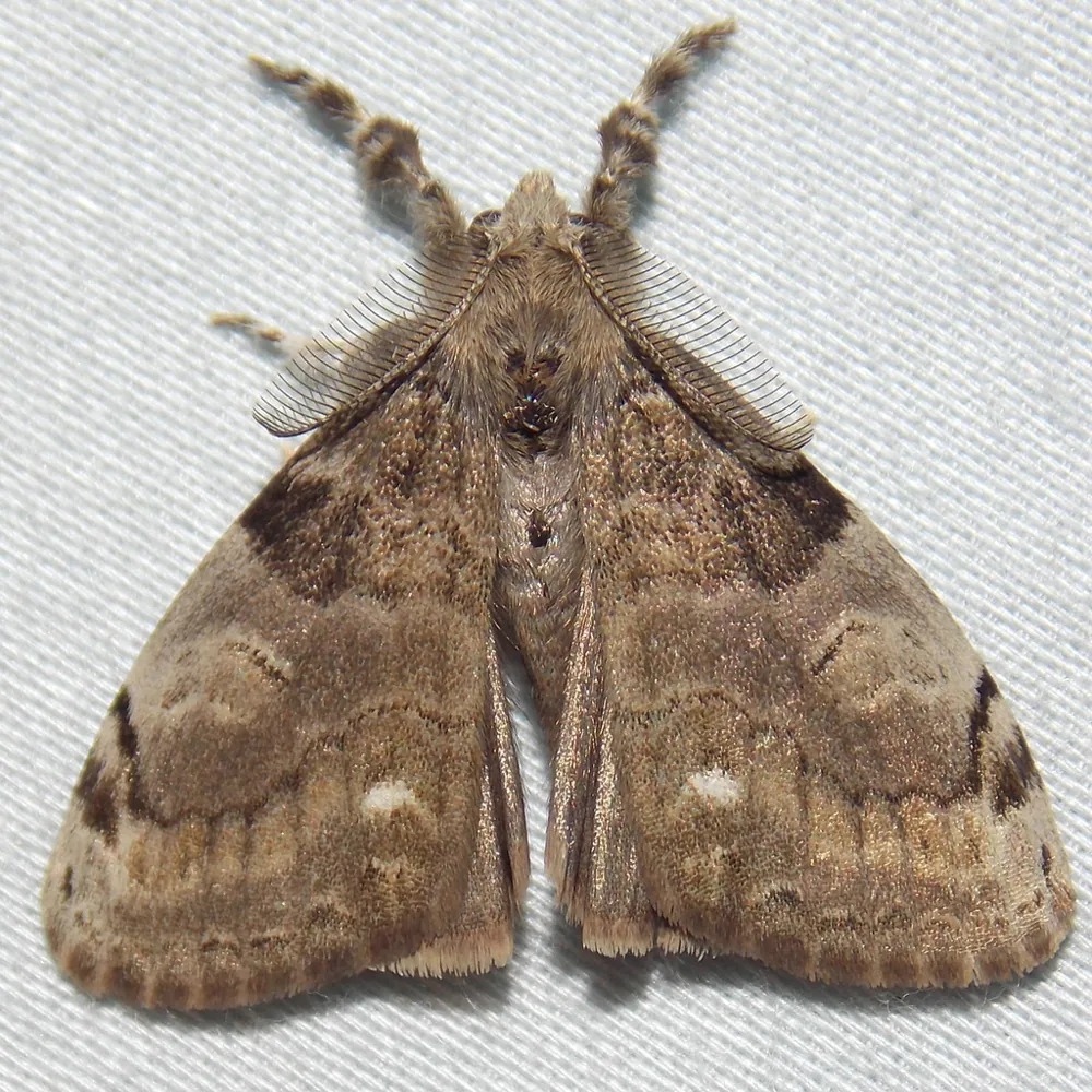 عکس White-marked tussock moth