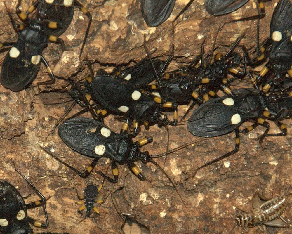Foto de White-spotted assassin bug