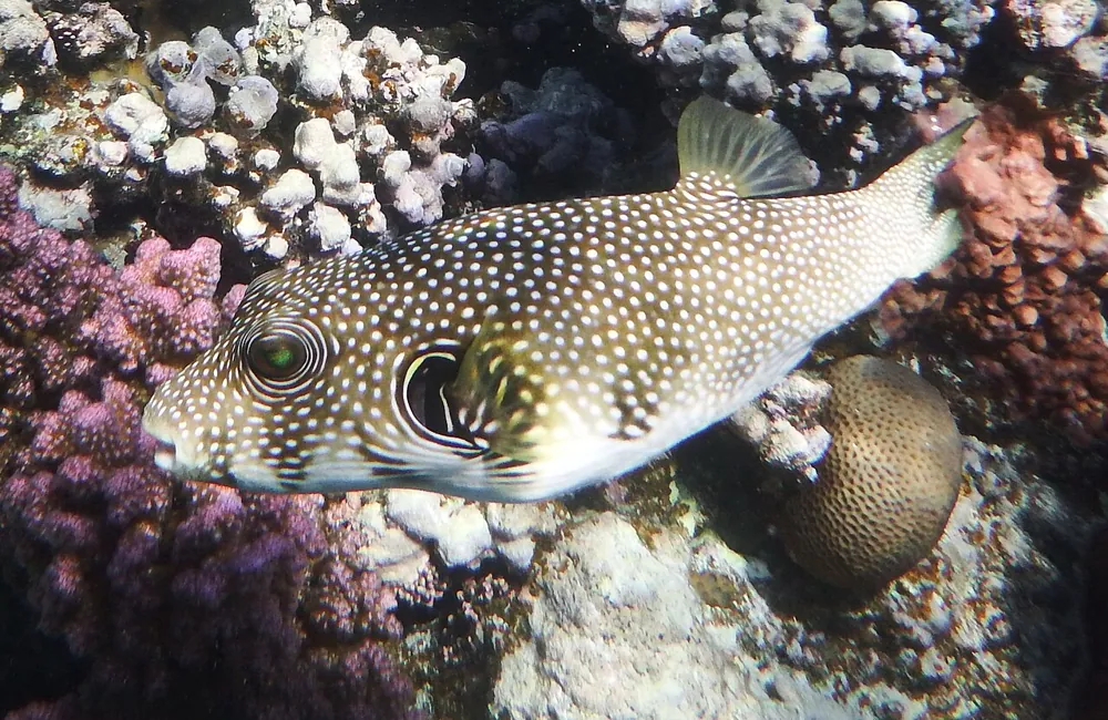 عکس White-spotted puffer