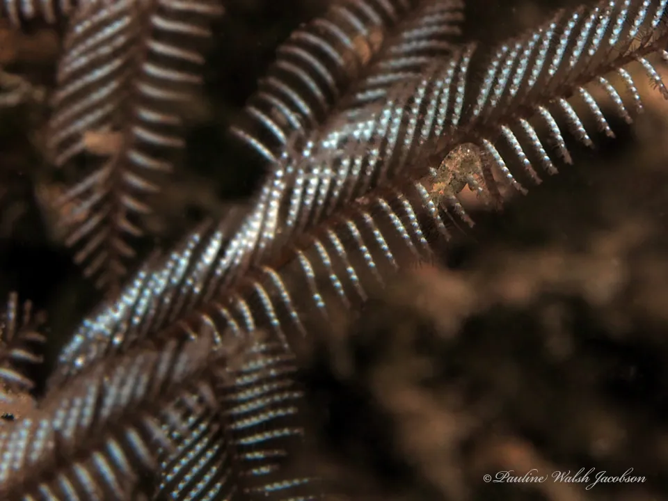 ภาพของWhite stinging hydroid