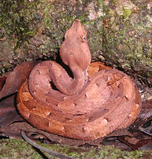 د White-tailed hognosed pitviper عکس