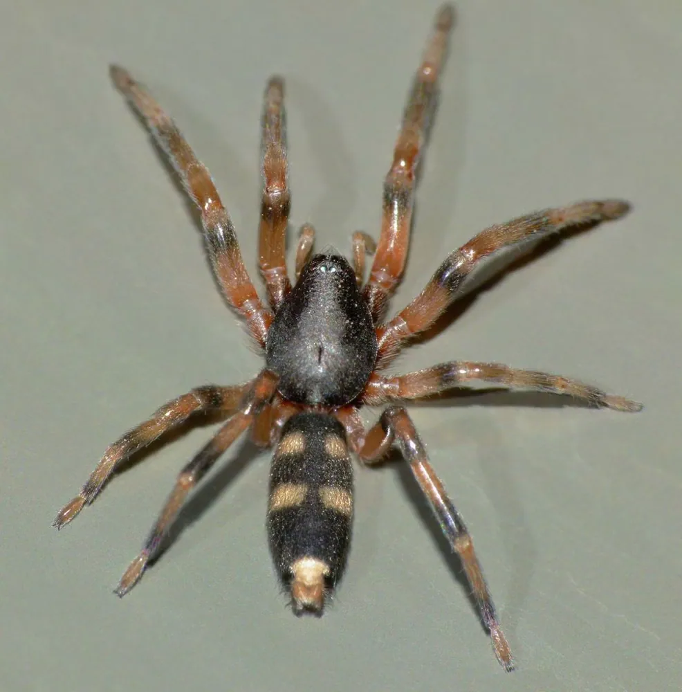 White-tailed spider ఫోటో