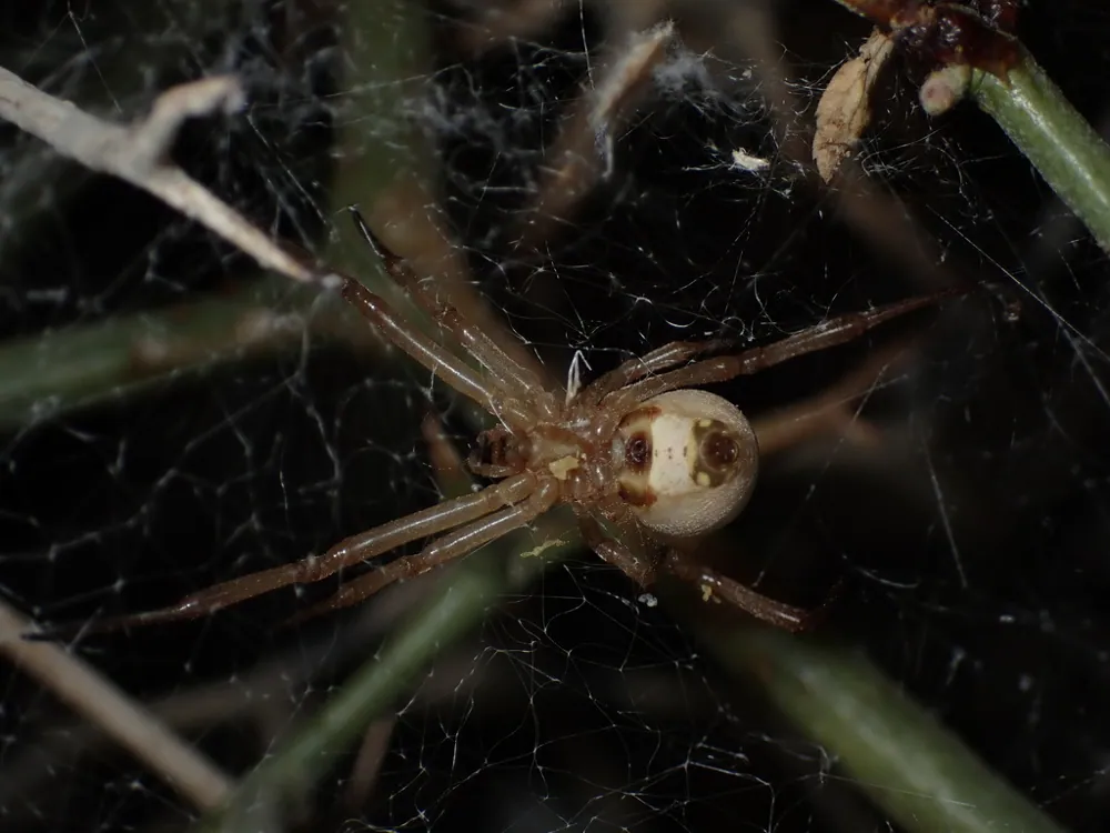 ภาพของWhite widow