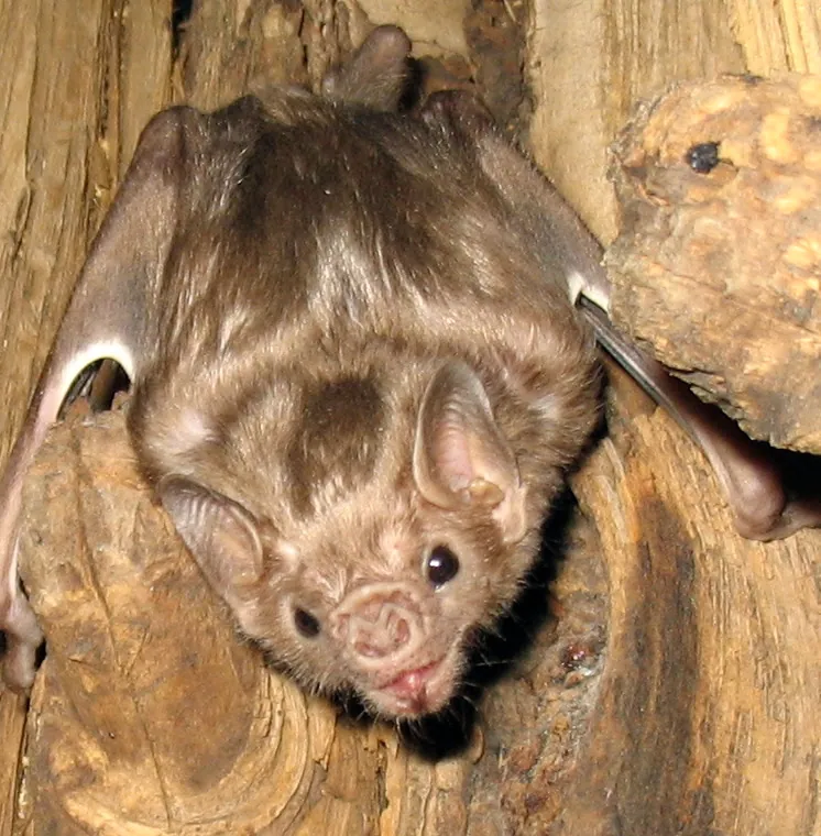 عکس White-winged vampire bat