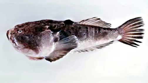 عکس Whitemargin stargazer