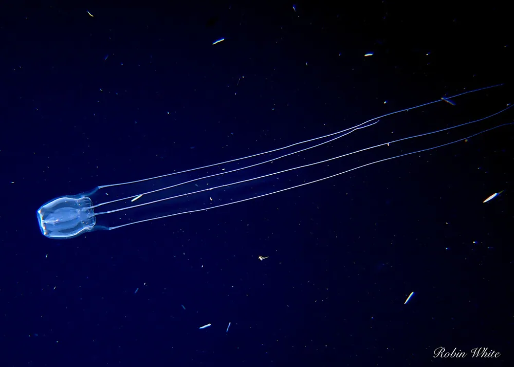 عکس Winged box jellyfish