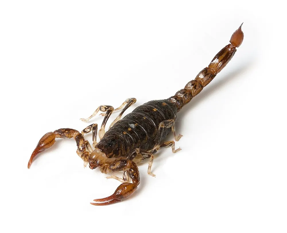 د Wood scorpion عکس