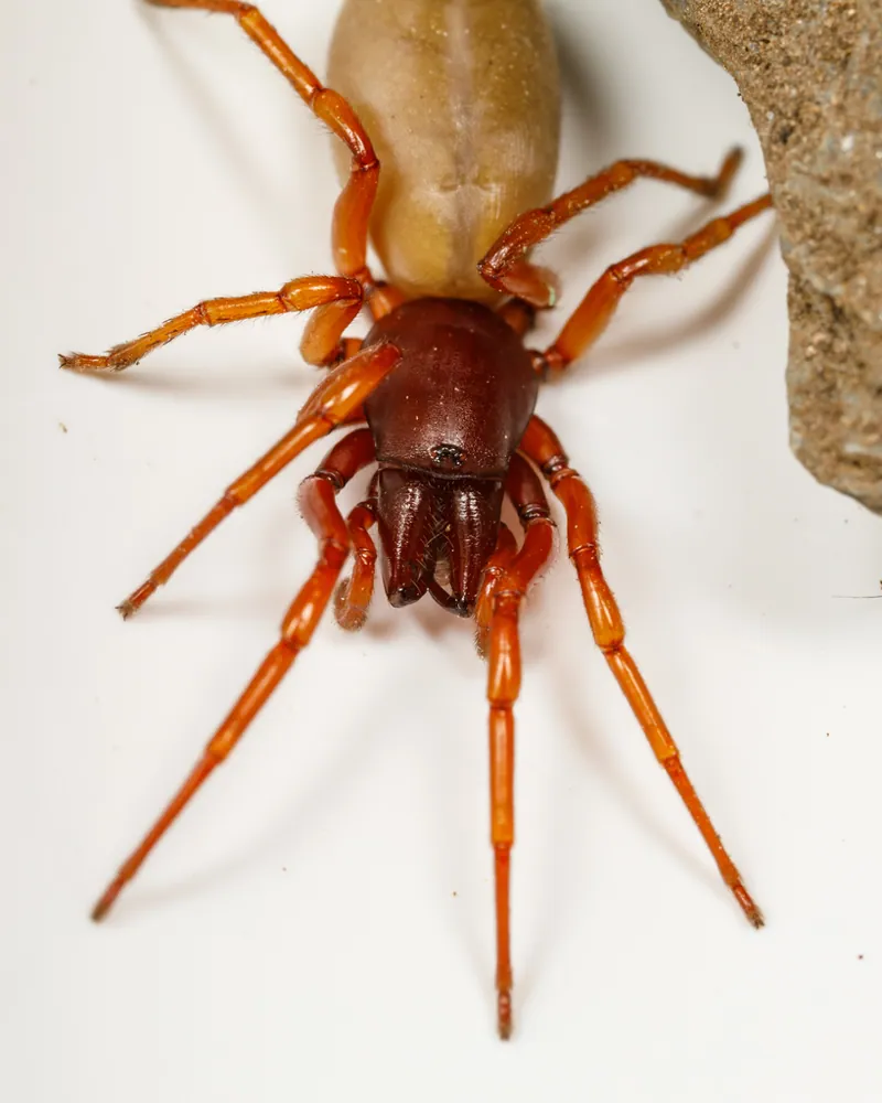 د Woodlouse spider عکس