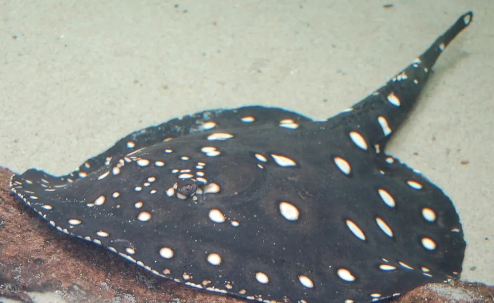 د Xingu River ray عکس