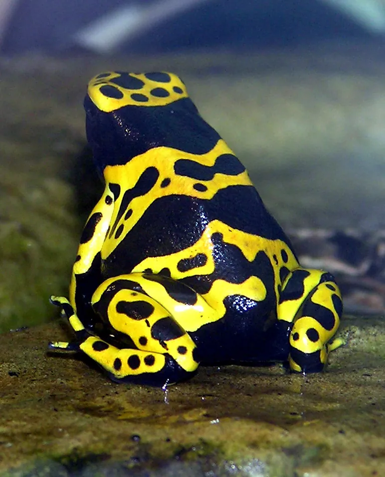 عکس Yellow-banded poison dart frog