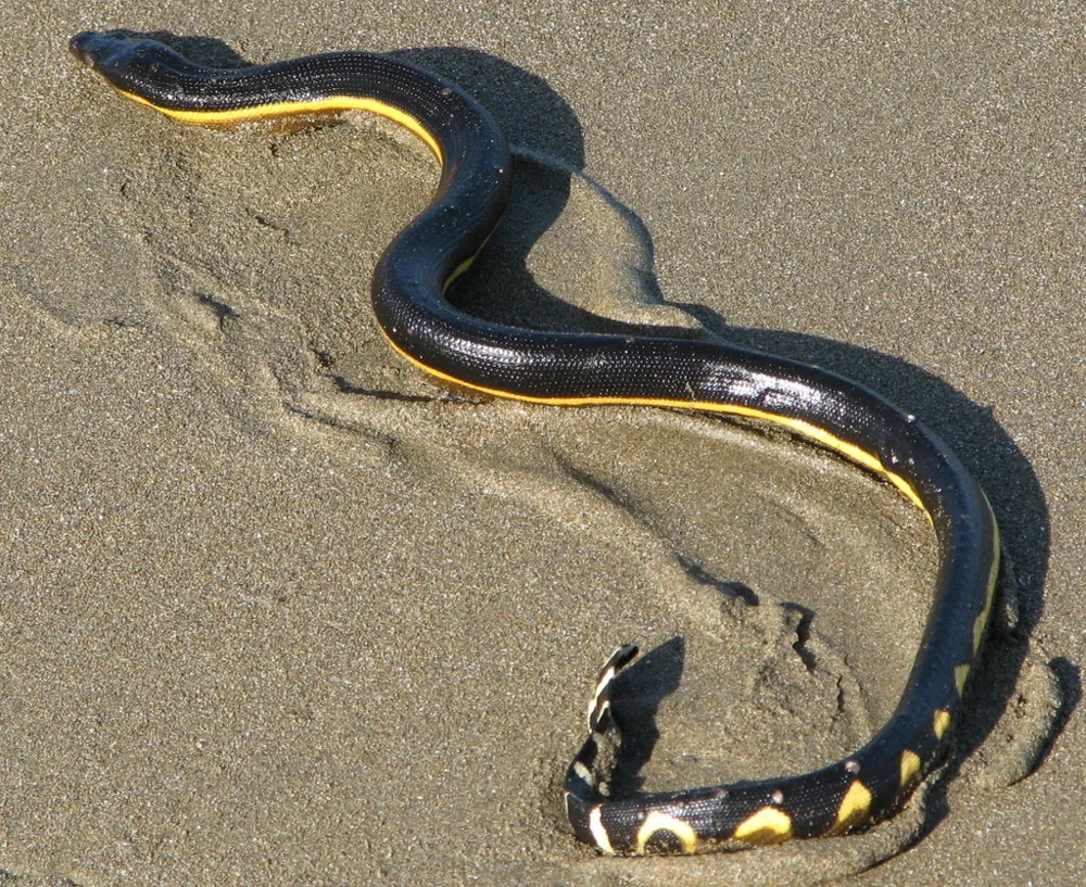 Foto de Yellow-bellied sea snake