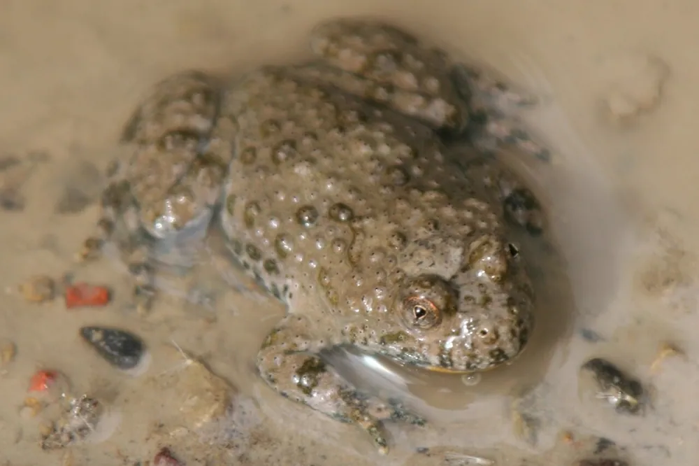 د Yellow-bellied toad عکس