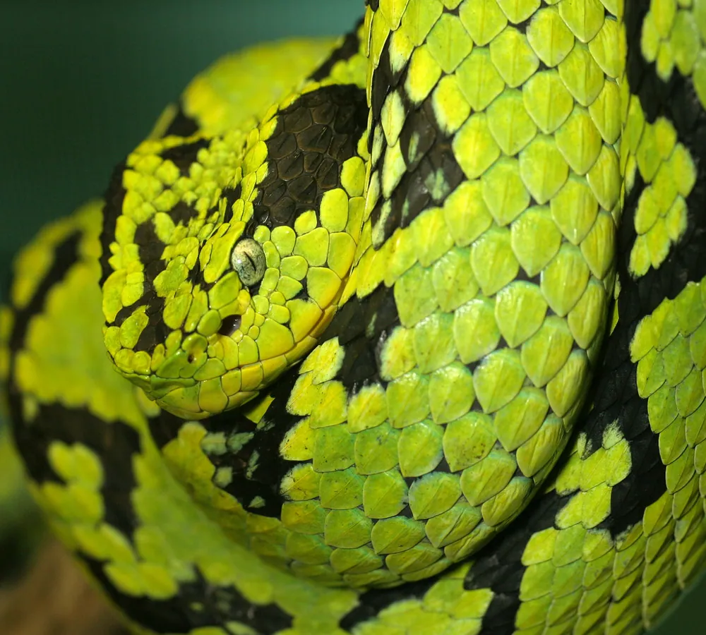 د Yellow-blotched palm pitviper عکس