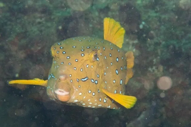 Photo de Yellow boxfish