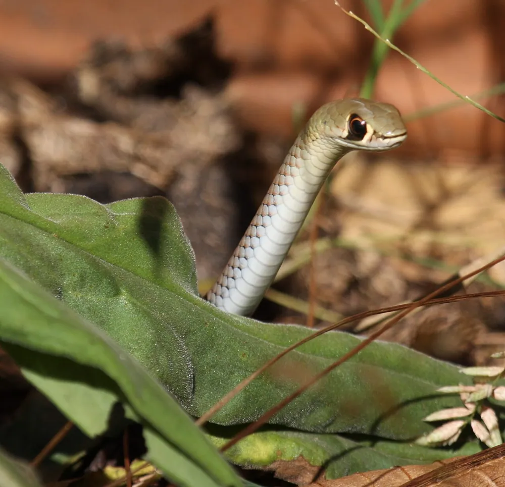 د Yellow-faced whip snake عکس