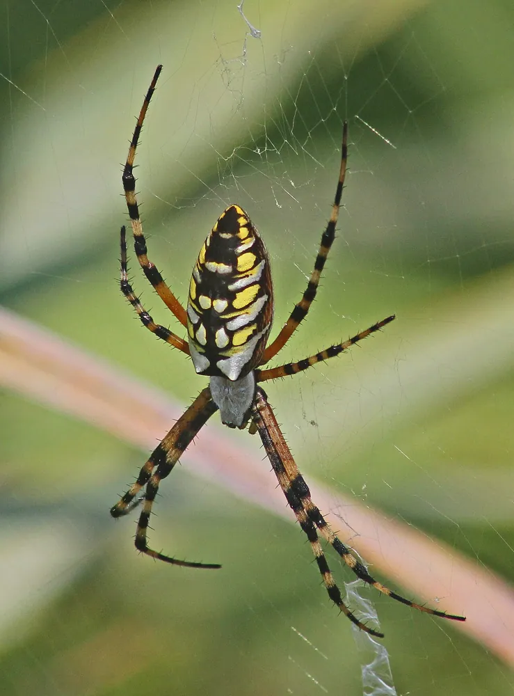د Yellow garden spider عکس