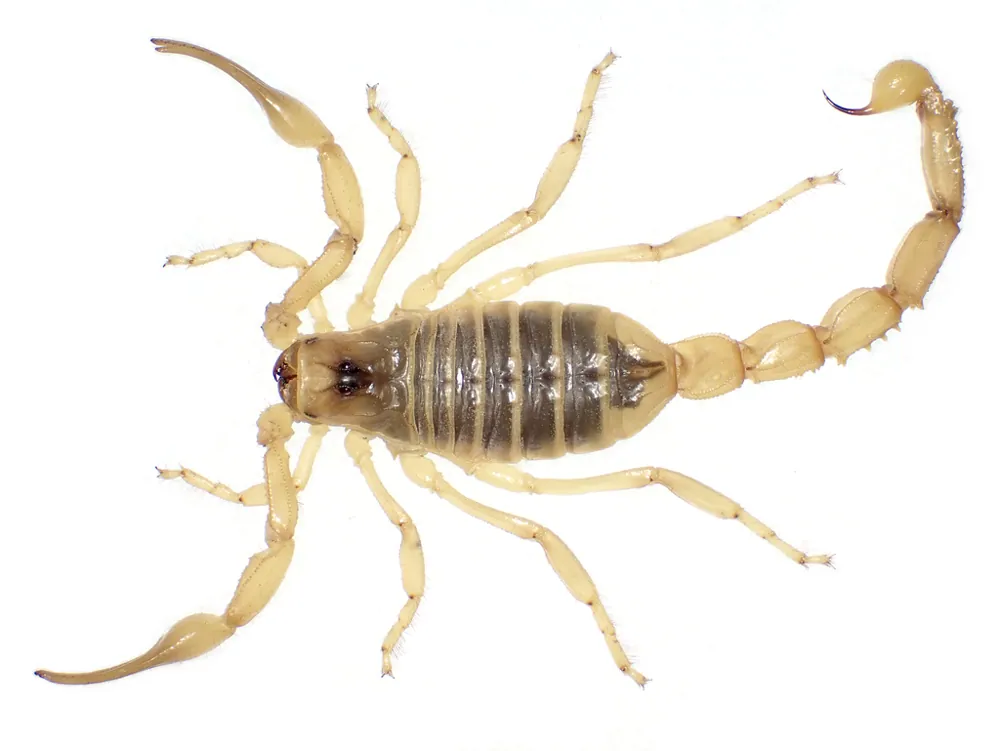 د Yellow Iranian scorpion عکس